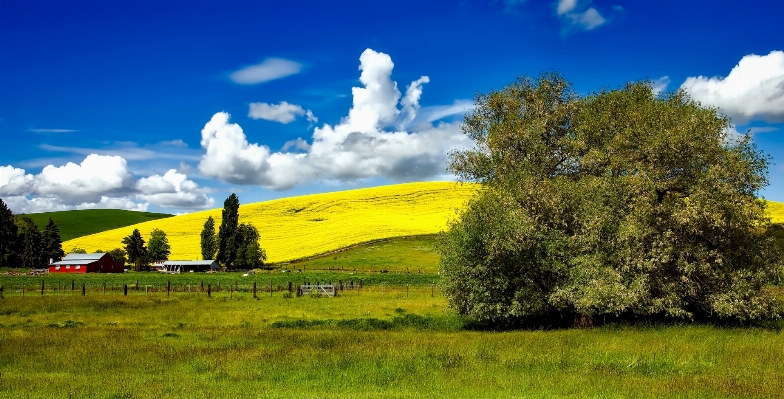 Landscape tree nature grass Photo