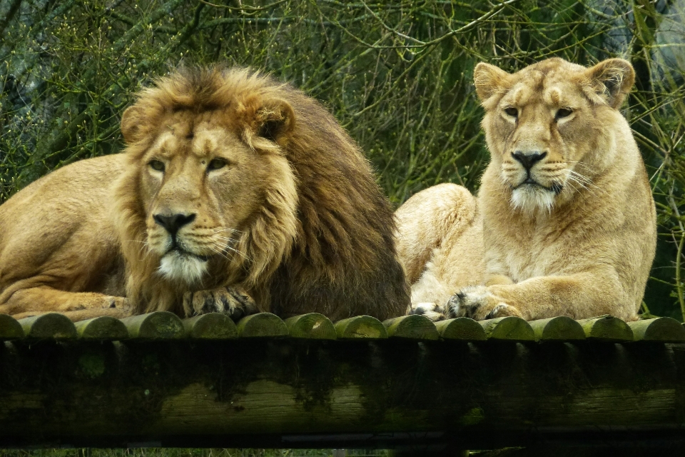 Faune zoo mammifère fauna