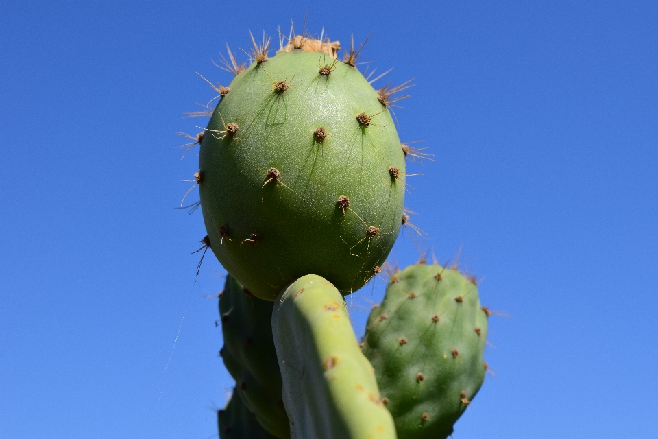 Blossom prickly cactus plant