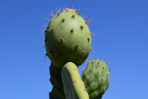 Blossom prickly cactus plant Photo