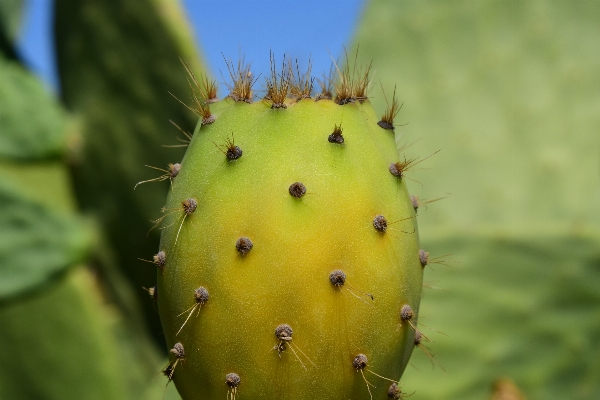 Foto Florescer espinhoso
 cacto
 plantar