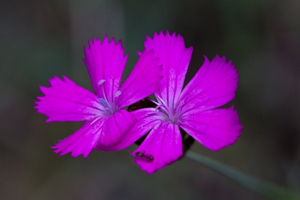 Blossom plant photography leaf Photo