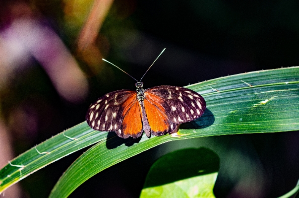 Nature forest wing photography Photo