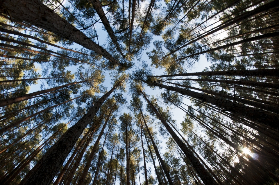 Landscape tree nature forest