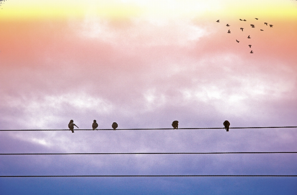 Nature oiseau aile nuage