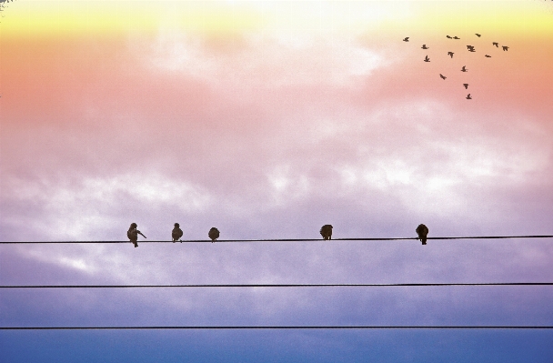 Foto Alam burung sayap awan