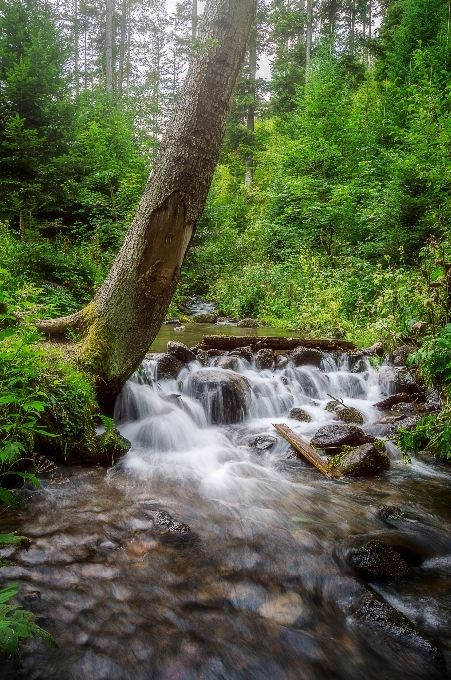 Uomo albero acqua natura