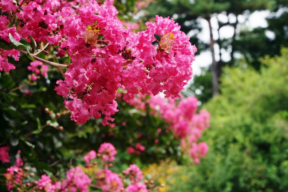 木 ブランチ 花 植物