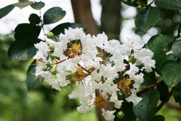 Tree branch blossom plant Photo