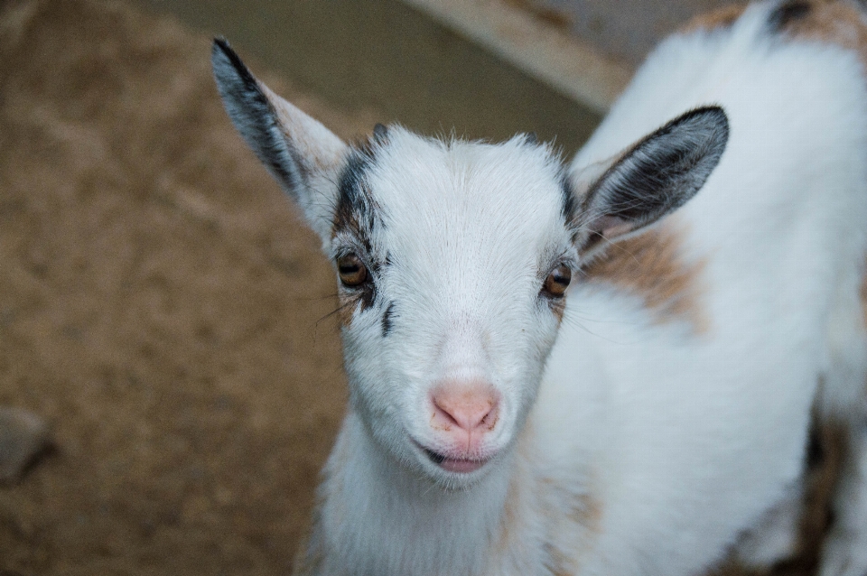 Kid animal cute goat