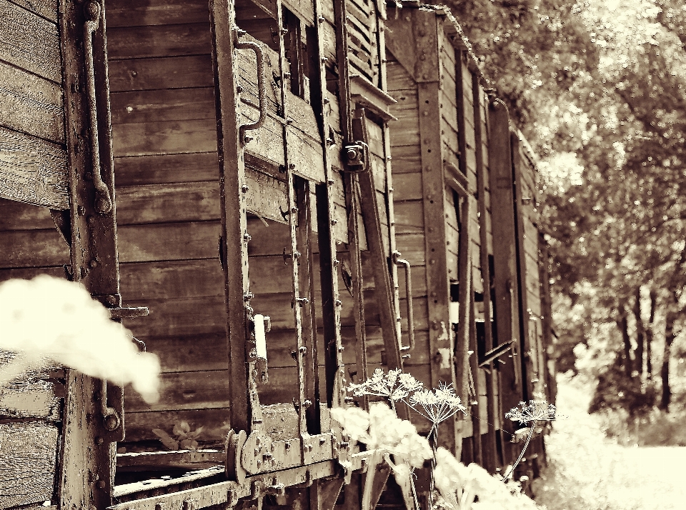 Snow winter black and white wood