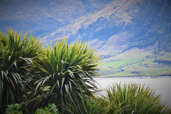 Landscape sea coast tree Photo