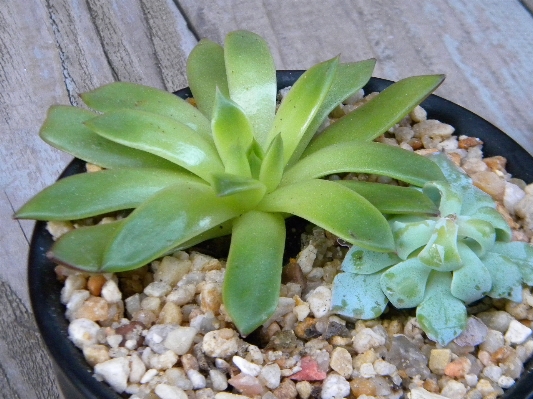 植物 荒野 花 緑 写真