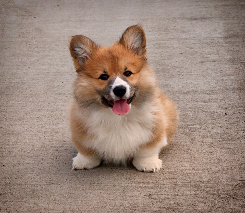 アウトドア 子犬 犬 動物