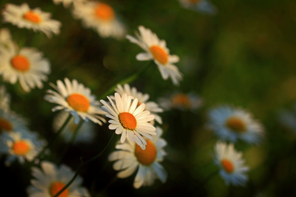 Naturaleza florecer luz planta