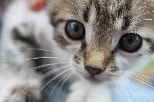 Foto Anak kucing mamalia fauna