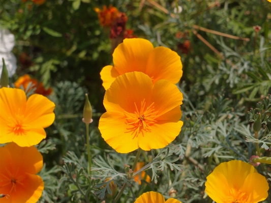 Plant meadow flower petal Photo