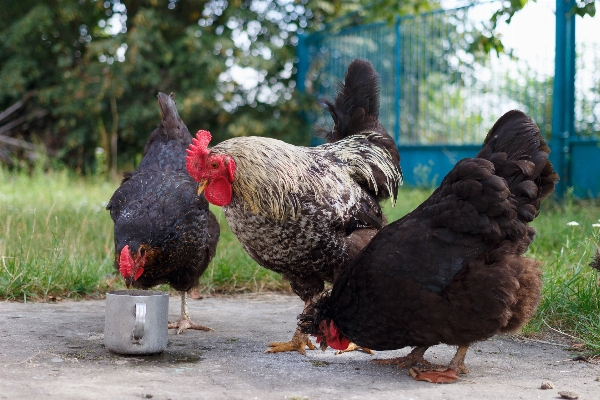 自然 鳥 農場 動物 写真