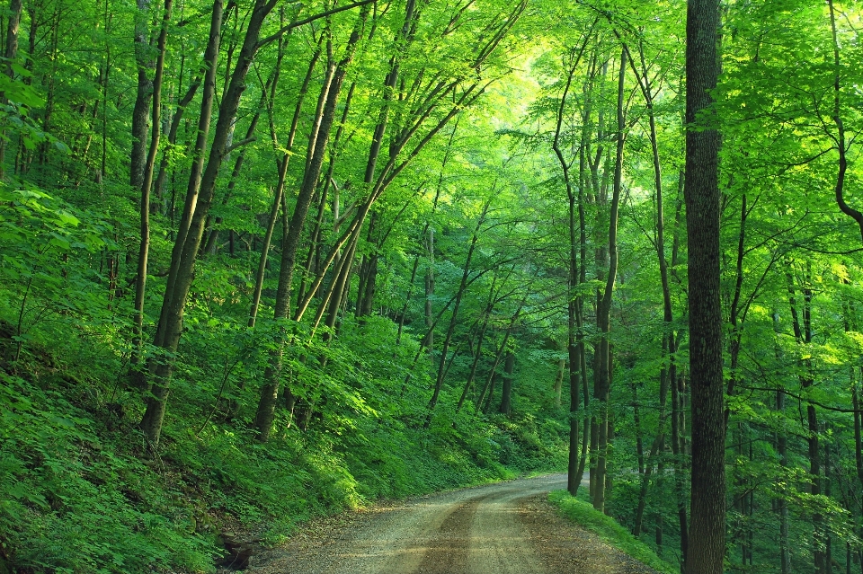 Paesaggio albero natura foresta