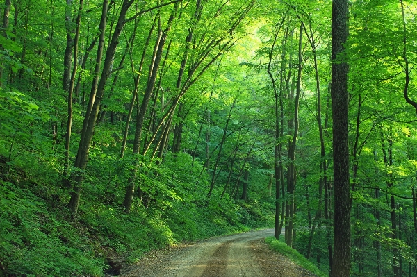 Landscape tree nature forest Photo