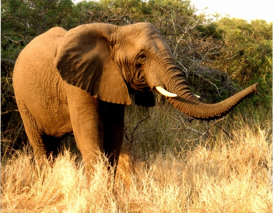 Natur abenteuer tier tierwelt