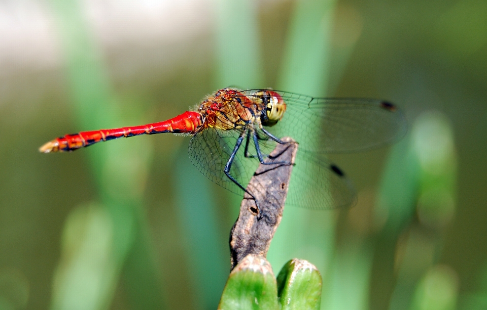 Naturaleza ala fotografía verde