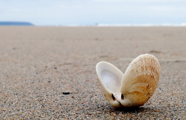 Beach sea coast water Photo