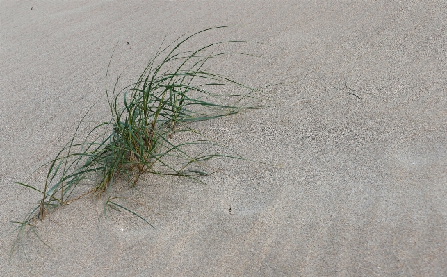 Beach sea coast water Photo