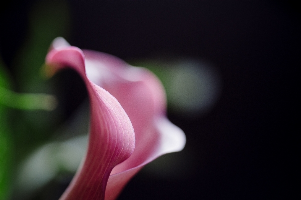 Nature blossom growth plant Photo