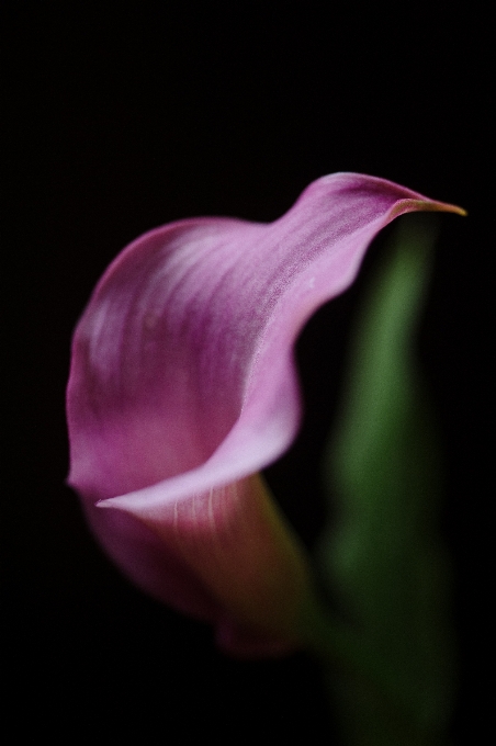 Natura fiore pianta fotografia