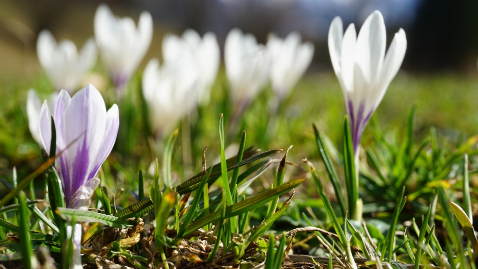 Nature grass blossom plant