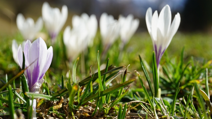 Nature grass blossom plant Photo