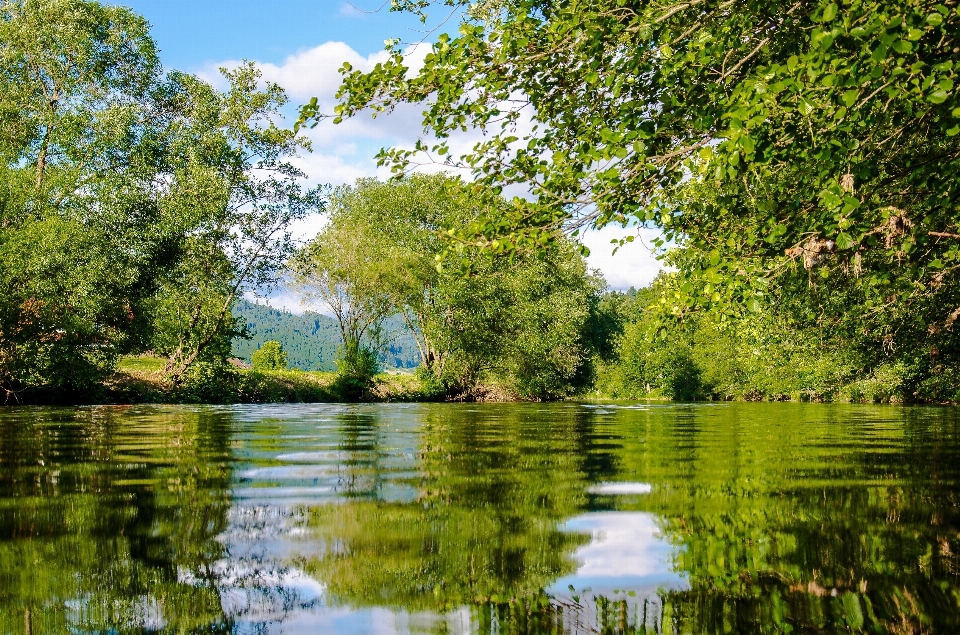 дерево вода природа лес