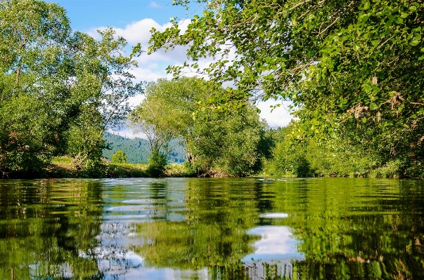 Tree water nature forest Photo