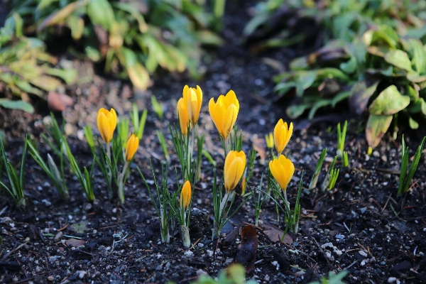 Foto Natura pianta foglia fiore