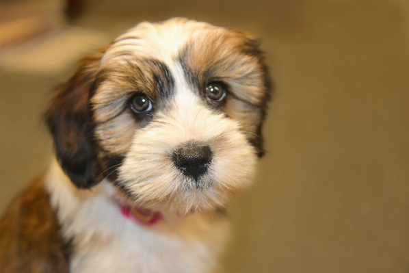 White puppy dog cute Photo