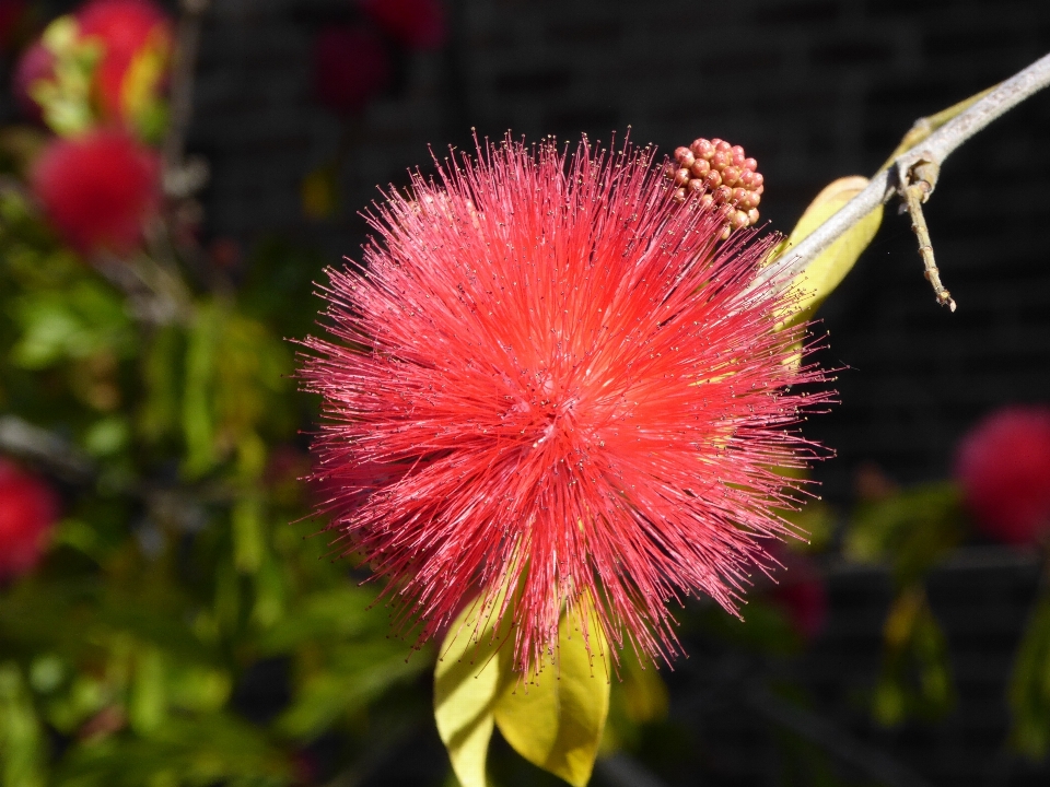 Natur blüte anlage fotografie