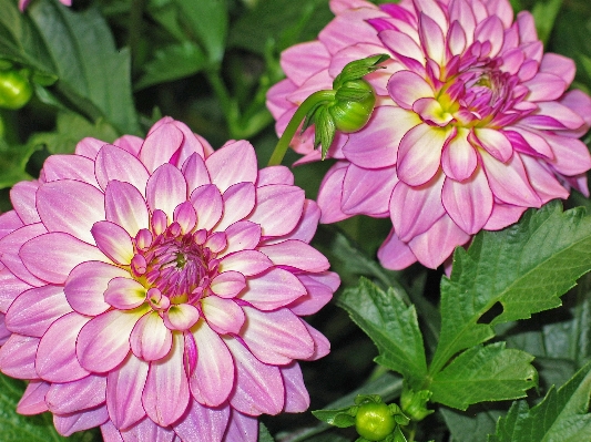 Nature blossom plant flower Photo