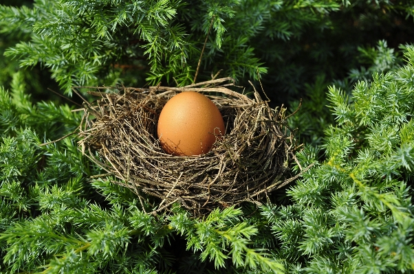 Foto Albero erba ramo uccello