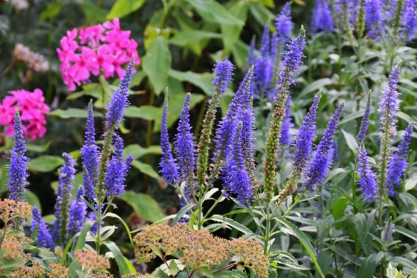 Nature blossom plant flower Photo