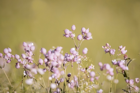 Nature grass branch blossom Photo