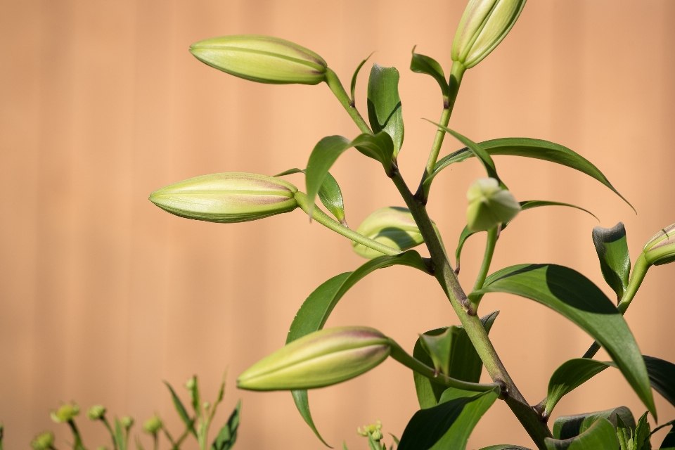 Natura pianta foglia fiore