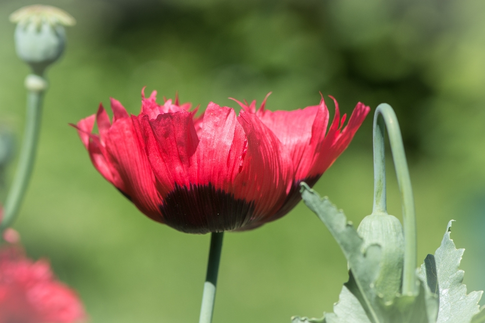 Natura kwitnąć zakład kwiat