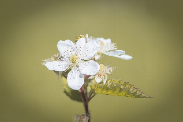 Nature branch blossom plant Photo