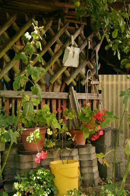 Flower idyllic backyard botany