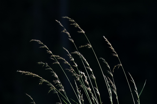 Nature grass branch light Photo