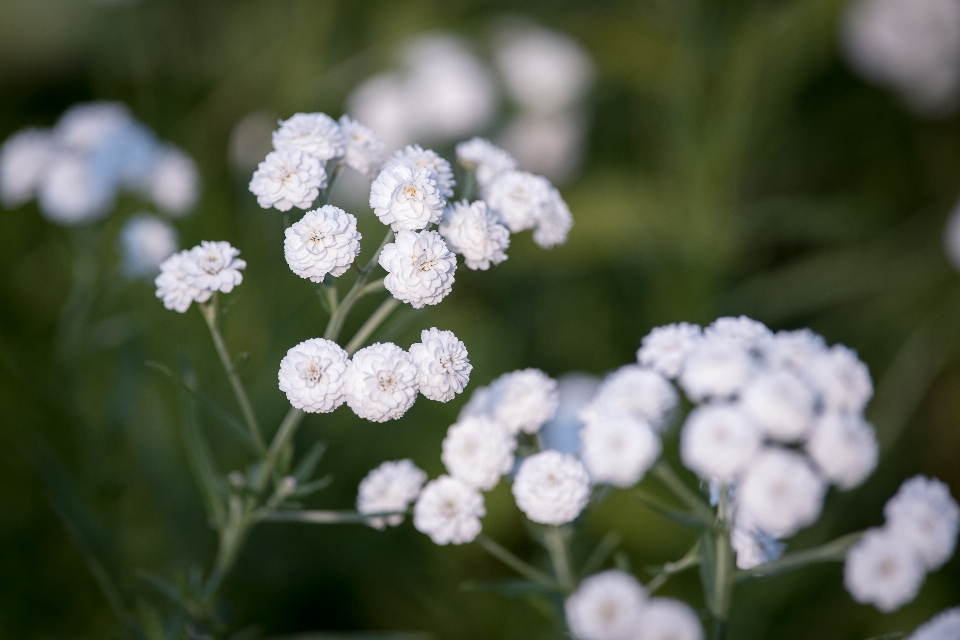 Naturaleza florecer planta blanco