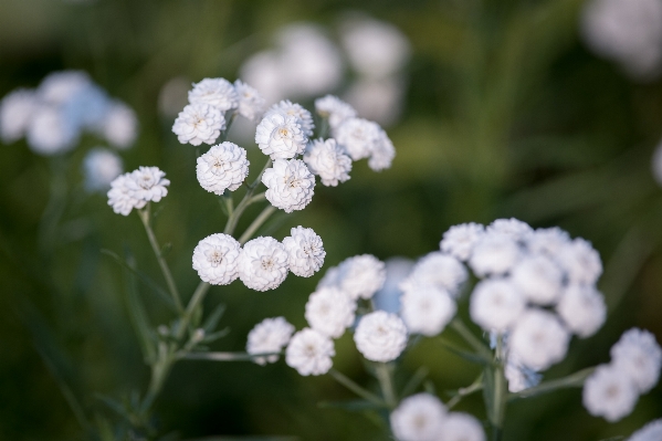 Nature blossom plant white Photo