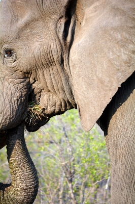 Adventure wildlife zoo horn Photo