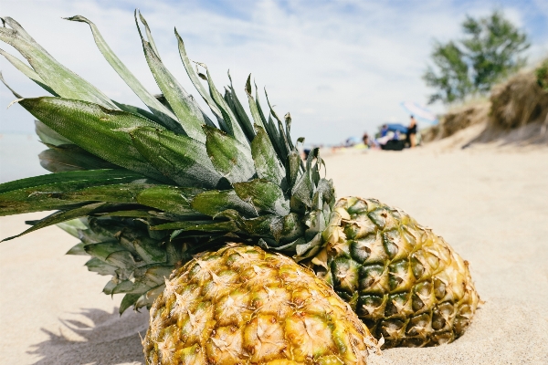 Foto Pantai pasir rakyat tanaman